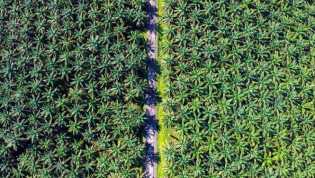 ISMEI Kritik Kebijakan Agraria Pemerintah, Minta Presiden Prabowo Evaluasi Permenhut 20/2025