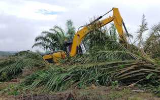 Perambahan TNTN, Pengamat Hukum: Perambah Harus Diproses