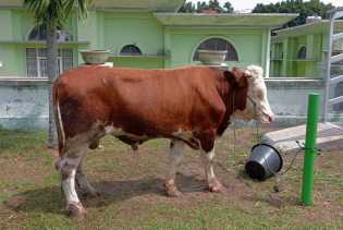 Hasil Uji Labor, 28 Ekor Sapi di Inhil dan Siak Positif PMK