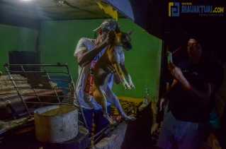 Komunitas Pecinta Satwa di Pekanbaru Evakuasi 6 Ekor Anjing dari Rumah Jagal