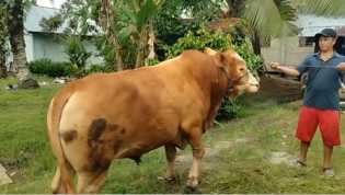 Rohul Dapat Bantuan Qurban 1 Ekor Sapi Bobot 820 Kg dari Presiden Prabowo