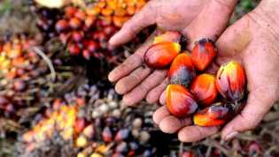 Pekan Ini, Harga TBS Kelapa Sawit Capai Rp 3.118