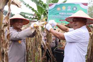 Polri di Rohil Sukses Panen Jagung Pipil 3 Ton di Lahan Satu Hektare