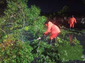 Waspada Angin Kencang, Sejumlah Pohon di Pekanbaru Tumbang