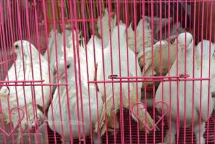 Hindari Penyebaran Virus Flu Burung, Peternak Diimbau Tidak Lepas Liarkan Ternak