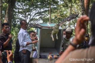 BBKSDA Riau Tanam Gaharu, Trembesi dan Durian serta Lepasliarkan 34 Satwa