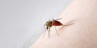 Berikut 6 Makanan yang Bisa Membuatmu Jadi Target Gigitan Nyamuk