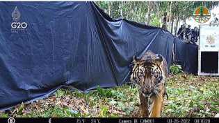 BBKSDA Riau Lepasliarkan Harimau Sumatera Usia 3 Tahun 