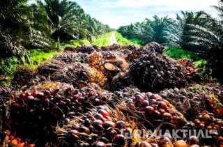 Ekspor Riau Januari–Juli 2025 Tembus US$12,19 Miliar, Didominasi Sawit