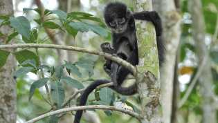 Komitmen Hijau di Wilayah Operasi, PHR Rajut Asa Habitat Lutung Kokah