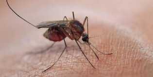 Apa Benar Jus Jambu dan Madu Angkak Bisa Bantu Atasi Demam Berdarah?