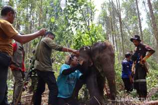 Terluka dan Tertinggal dari Rombongan, Anak Gajah Liar di Riau Berhasil Diselamatkan