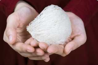 Apakah Sarang Burung Walet Halal Dikonsumsi?