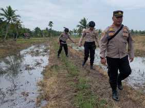 Jalan Kaki Lewat Persawahan, Kapolsek Sungai Batang Sosialisasi Pemilu Damai 2024