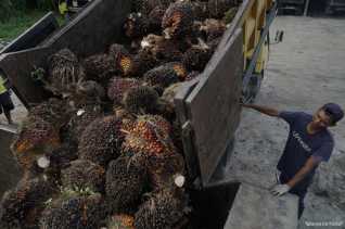 Harga CPO Riau Awal 2026 Menguat, Tertinggi Sentuh Rp14.291 per Kg