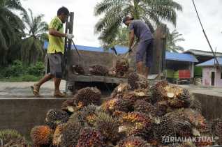 Harga TBS Sawit Riau Turun Pekan Ini, CPO Naik Tapi Kernel Anjlok
