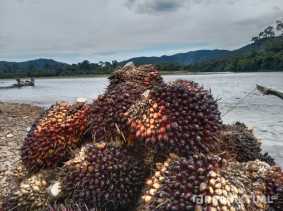 Harga TBS Sawit Pekan Ini Capai Rp2.889 per Kilogram