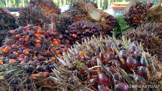 Harga TBS Sawit Pekan Ini Capai Rp2.947 per Kilogram