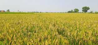 NTP Riau Juni 2025 Turun 0,79 Persen, Masih Tunjukkan Daya Beli Petani yang Kuat