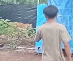 Harimau Sumatera Terlihat di Camp Lapangan  Pelalawan, Ini Respon BBKSDA Riau