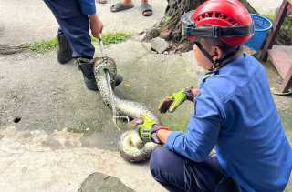 Ular 2 Meter Resahkan Warga Sukajadi Pekanbaru, Damkar Turun Tangan