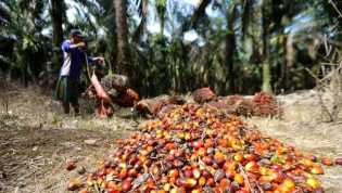 Harga TBS Kelapa Sawit Mitra Swadaya di Riau Tembus Rp3.634 per Kilogram