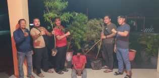 Nekat Tanam Ganja di Belakang Rumah, Warga Siak Hulu Ditangkap Polisi
