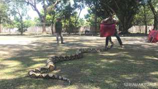 Usai Makan Babi Hutan, Ular Piton Panjang 7 Meter Masuk Ke Pemukiman Warga di Kampar