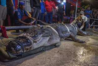 Buaya 5,7 Meter 'Si Undan' Mati Usai Jalani Perawatan Intensif