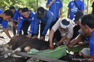 'Tiada Perubahan Tanpa Pengorbanan', Demokrat Pekanbaru Sembelih 2 Ekor Sapi Rayakan Iduladha