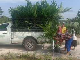 Ribuan Petani Borong 708.277 Bibit Sawit Unggul PTPN V