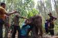 Terluka dan Tertinggal dari Rombongan, Anak Gajah Liar di Riau Berhasil Diselamatkan