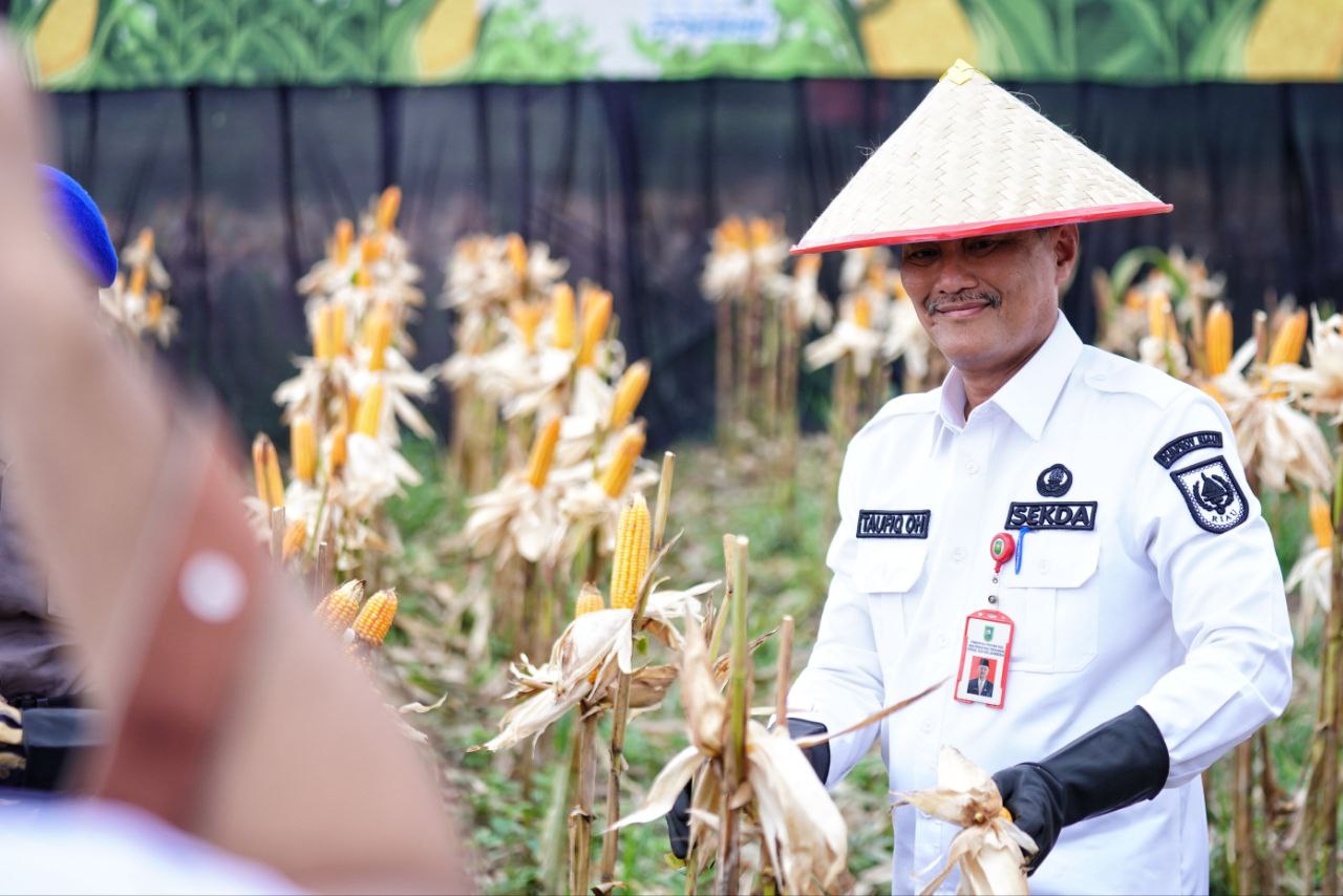 Berhasil Panen Raya Jagung Tahap I, Pj Sekdaprov Apresiasi Kapolda Riau
