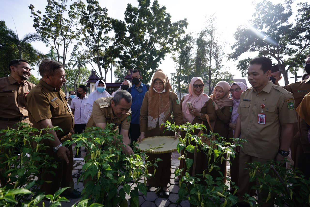 Dukung tekan Inflasi, Diskominfo Riau Sukses Panen Cabai di Perkarangan kantor