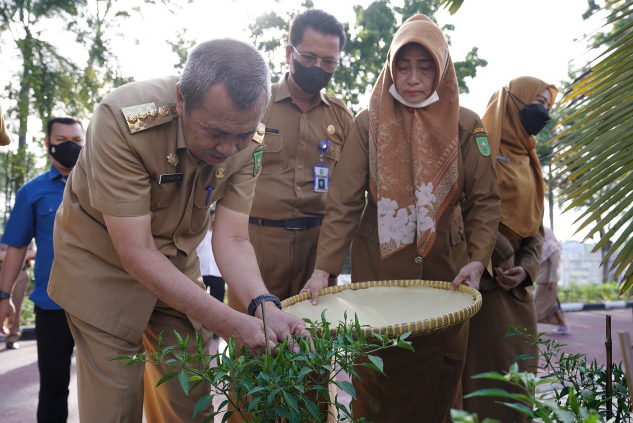 Dukung tekan Inflasi, Diskominfo Riau Sukses Panen Cabai di Perkarangan kantor