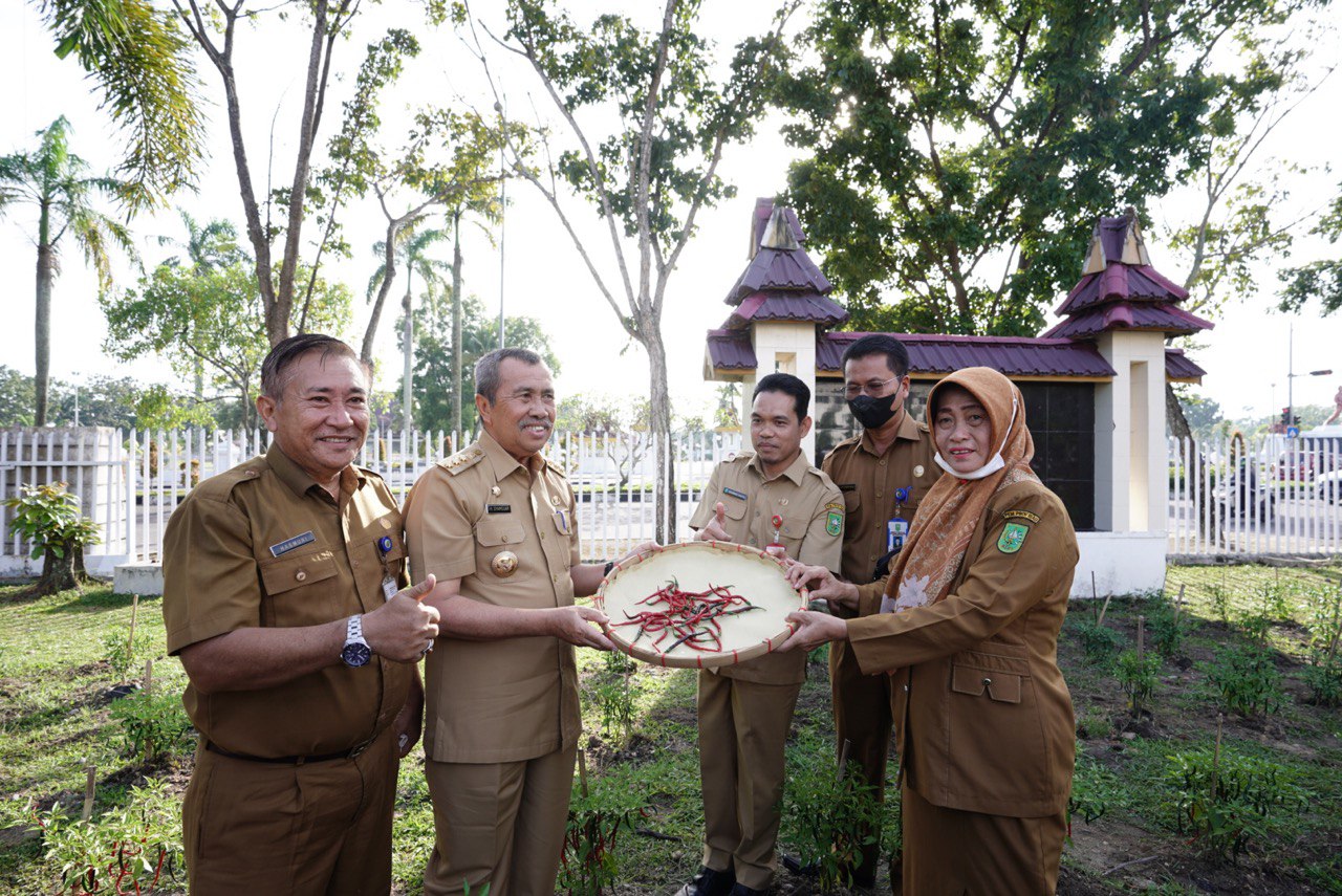 Dukung tekan Inflasi, Diskominfo Riau Sukses Panen Cabai di Perkarangan kantor